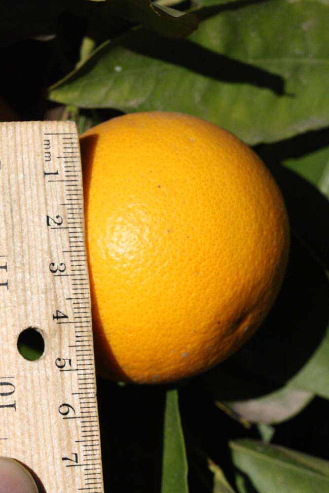            Fruit (Riverside, CA)   